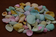 Assort Dyed Multi-Color Seashell
