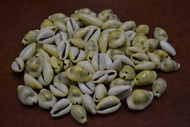 100 Pcs Drilled Hole Yellow Money Cowrie Beads