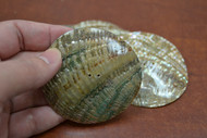 Abalone Shell Sewing Round Buttons 65mm