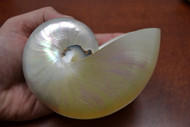 Pearl White Nautilus Seashell Nautical Decor