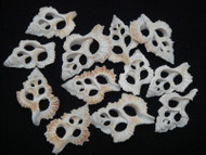 12 Pcs Brown Mitra Center Cut Slice Seashells 1 1/2" - 2"