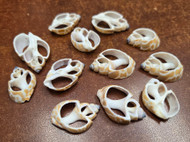 12 Pcs Brown Mitra Center Cut Slice Seashells 1" - 1 1/4"