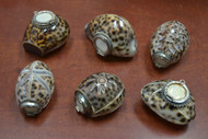 6 Pcs Assort Tiger Cowrie Shell Brass Cap Trinket Boxes