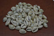 70 Pcs Drilled Two Hole Grayish Ring Top Cowrie Seashell Beads