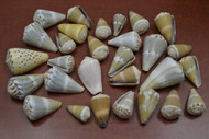 30 Pcs Assort Small Conus Cone Seashell Craft Decor