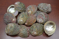 Small Green Abalone Seashell (One Side Polished) 2 1/2" - 3"