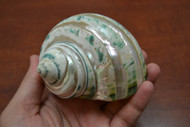 Pearl Green Stripe Banded Jade Turbo Hermit Crab Shell