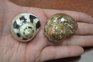 2 Pcs Black Pica Cyprea & Petholatus Turbo Sea Shell Hermit Crab