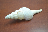 White Spindle Fusinus Colus Seashell