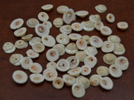 100 pcs Drilled Hole Cowrie Seashell Chips Charms 