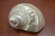 Large Pearl Satin Marmoratus Turbo Seashell 5-6"