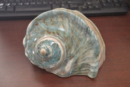 Large Green Banded Marmoratus Turbo Seashell 7 1/2"