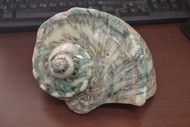 Large Green Marmoratus Turbo Seashell 7 1/2"