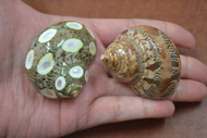 2 Pcs Green Spotted & Brown Petholatus Turbo Hermit Crab Shell 2" - 2 1/2"