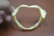 Baby Small Spinner Shark Teeth Jaw 3"