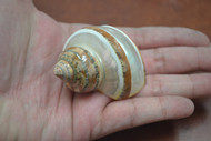 Banded Brown Petholatus Turbo Hermit Crab Shell 2" - 2 1/2"