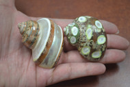 2 Pcs Brown Spotted & Banded Petholatus Turbo Hermit Crab Shell 2" - 2 1/2"
