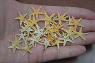 90 Pcs Small Tan Flat Starfish Craft Decoration
