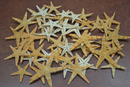 100 Pcs Small Tan Flat Starfish Craft Decoration