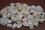 100 Pcs Bulk Assort White Seashell Beach Decoration Craft