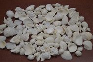 200 Pcs Bulk Small Assort White Seashell Beach Decoration Craft