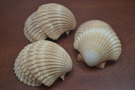 10 Pcs Assort Mexican Deep Yellow Cup Pectin Halves Shells 2 1/2" - 3"