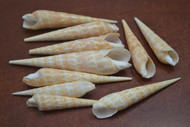10 Pcs Assort Terebra Gutata Seashell 3" - 4"