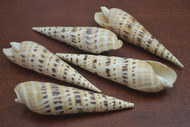 6 Pcs Assort Terebra Maculata Spotted Auger Seashell 5" - 6"