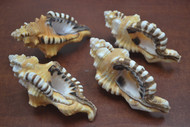 4 Pcs Assort Cymatium Lotorium Seashell 4" - 4 1/2"