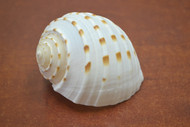 Tonna Tessellata Spotted Tun Shell 3" - 3 1/2"