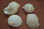 4 Pcs Assort Tonna Tessellata Spotted Tun Shell 3" - 3 1/2"