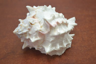 Pink Murex Hermit Crab Air Plant Holder Shell 4" - 4 1/2"