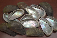 Mini Green Abalone Seashell (One Side Polished) 3" - 4"