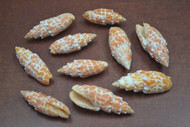10 Pcs Assort Orange Mitra Stictica Seashell 2" - 2 1/2"
