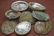 10 Pcs Assort Pink Abalone One Side Polished Shell 3" - 4"