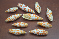 10 Pcs Assort Orange Mitra Episcopalis Seashell 1 1/2" - 2 1/2"