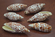 6 Pcs Assort Mitra Papalis Seashell 3" - 3 1/2"