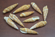 10 Pcs Assort Mitra Incompta Seashell 3" - 3 1/2"
