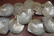 10 Pcs Natural Pteria Sterna Mother of Pearl Clam Seashell 4" - 5"