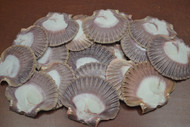 10 Pcs Assort Flat Purple Pectin Scallop Seashell 3" - 3 1/2"