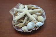 Assort Sea Shells with Starfish Basket Gift