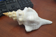 Natural White Horse Conch Triplofusus Giganteus Seashell 6" - 7"