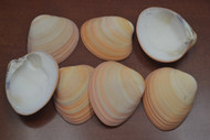 10 Pcs Assort Megapitaria Aurantica Halves Shells 3 1/2" - 4"