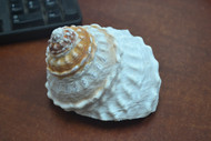 Wavy Astrea Undosa Top Trochus Seashell 4" - 5"