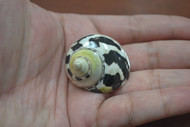 Small Black Pico Turbo Hermit Crab Shell 1 1/2"