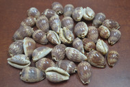 100 Pcs Cypraea Dilliculum Cowrie Seashell