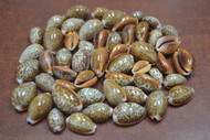 100 Pcs Cypraea Helvola Cowrie Seashell