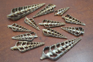 12 Pcs Brown Mitra Center Cut Slice Seashells 2" - 3"