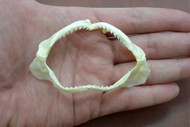 Shark Teeth Jaw 3"