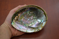 Green Abalone Shell 5" - 5 1/2"